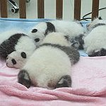 BucketList + Play With Baby Pandas = ✓
