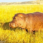 BucketList + See The Serengeti's Great Migration = ✓