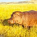 BucketList + See The Serengeti's Great Migration = ✓