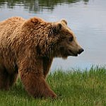 BucketList + See Bears In The Wild = ✓