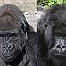 BucketList + Find Mountain Gorillas In The ... = ✓