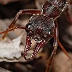 BucketList + Eat Ants = ✓