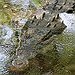 BucketList + Croc Hunt In The Everglades = ✓