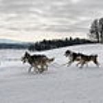 BucketList + Ride On A Alaska Dog ... = ✓