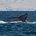 BucketList + Go Whale Watching In Alaska. = ✓