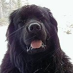 BucketList + Buy A Newfoundland = ✓