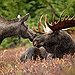 BucketList + See A Moose In Its ... = ✓