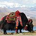BucketList + Visit Tibet And A Buddhist ... = ✓