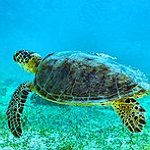 BucketList + Volunteer For Sea Turtles = ✓