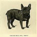BucketList + Own A Grey French Bulldog ... = ✓