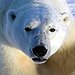 BucketList + Meet Polar Bears In Churchill, ... = ✓