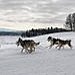 BucketList + Dog Sled In Finland = ✓