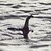 BucketList + Swim In The Loch Ness, ... = ✓