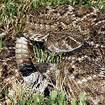 BucketList + See A Rattlesnake = ✓