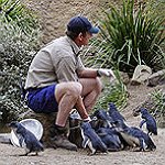 BucketList + Meet A Little Blue Penguin = ✓