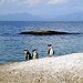 BucketList + Visit Penguin Island In Western ... = ✓