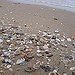 BucketList + Collect Seashells = ✓