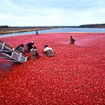 BucketList + Go To A Cranberry Bog = ✓