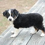 BucketList + Get An Australian Shepard = ✓
