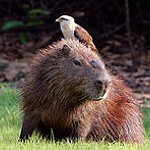 BucketList + Visit The Capybara Petting Zoo = ✓