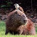 BucketList + Visit The Capybara Petting Zoo = ✓