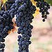 BucketList + Want To Go Grape Stomping = ✓