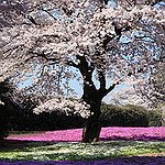 BucketList + See The Cherry Blossoms In ... = ✓