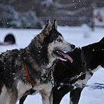 BucketList + Own A Husky = ✓