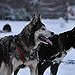 BucketList + Own A Husky = ✓