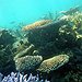 BucketList + Explore The Great Coral Reef = ✓