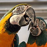 BucketList + Own A Macaw Or African ... = ✓