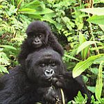 BucketList + Visit The Mountain Gorillas = ✓