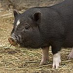 BucketList + Feed The Swimning Pigs In ... = ✓