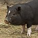 BucketList + Feed The Swimning Pigs In ... = ✓