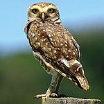 BucketList + Visit An Owl Sanctuary = ✓