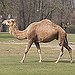 BucketList + Ride A Camel = ✓