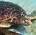 BucketList + Go Swimming With Sea Turtles! = ✓