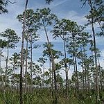 BucketList + Florida: Visit Everglades = ✓