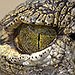 BucketList + Work With Crocodiles And See ... = ✓