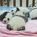 BucketList + Play With A Panda = ✓