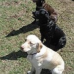 BucketList + Own A Choclate Labrador Retriever. = ✓