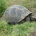 BucketList + Volunteer With Galapagos Tortoises = ✓