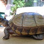 BucketList + Have A Turtle As A ... = ✓
