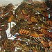 BucketList + Eat Lobster. = ✓