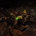 BucketList + Watch Fireflies = ✓