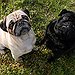 BucketList + Adopt A Pug = ✓