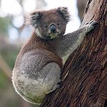 BucketList + Hold A Koala = ✓