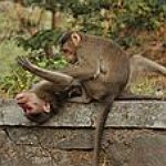 BucketList + Teach A Monkey English = ✓
