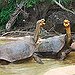 BucketList + Swim With Giant Turtles In ... = ✓