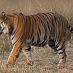 BucketList + See A Tiger Up Close = ✓